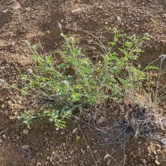 Blue Mountain Prairie Clover thumbnail 2