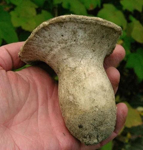 grey falsebolete