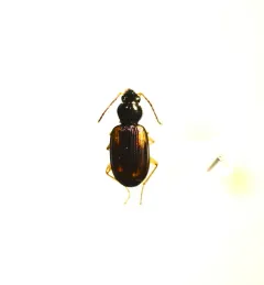 Seine Riverbank Ground Beetle thumbnail 2