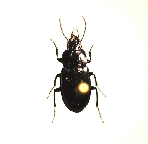Diplocheila impressicollis