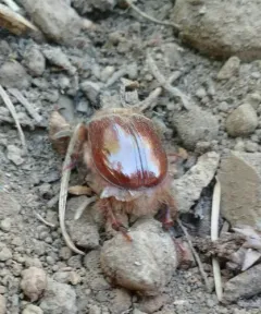 Pleocoma simi thumbnail 2