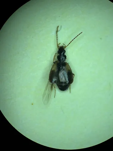 Axinopalpus illectus