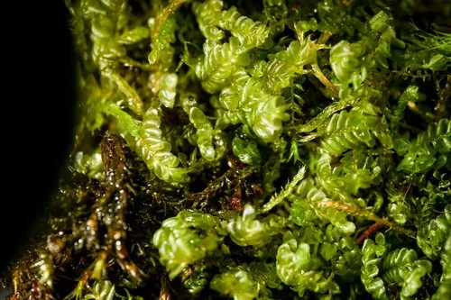 Greater Featherwort