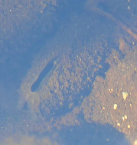 Freshwater Pearl Mussel