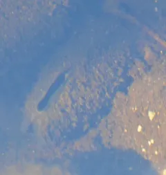 Freshwater Pearl Mussel thumbnail 1
