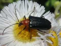 Black-winged Long-horned Beetle thumbnail 2