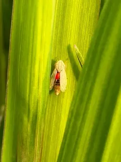Diplocolenus configuratus thumbnail 2
