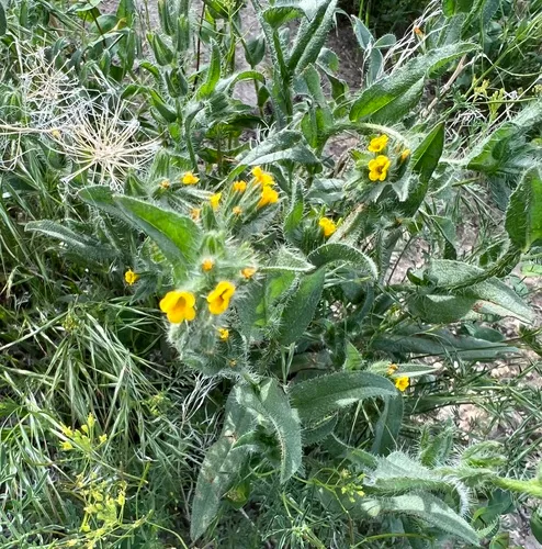 Bristly Fiddleneck