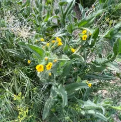 Bristly Fiddleneck thumbnail 1