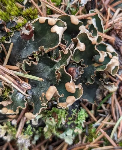 veinless pelt lichen