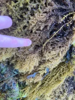 Neorhodomela aculeata thumbnail 1