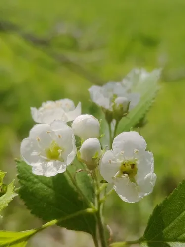 Roundleaf Hawthorn