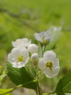 Roundleaf Hawthorn thumbnail 1