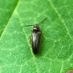Limonius basilaris thumbnail 2