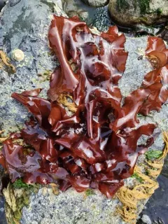 Palmaria hecatensis thumbnail 4