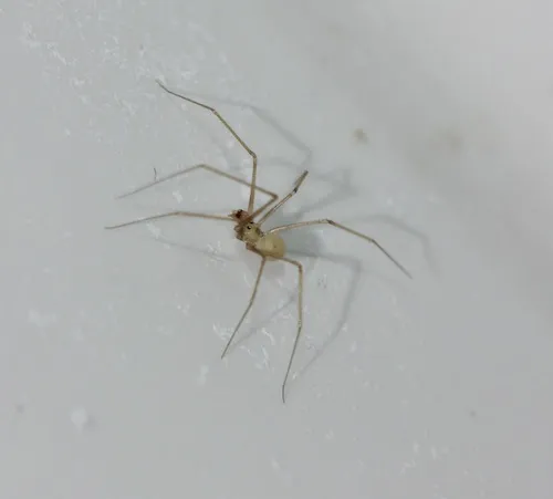 shortbodied cellar spider
