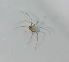 shortbodied cellar spider thumbnail 1