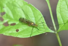 Tipula nobilis thumbnail 4