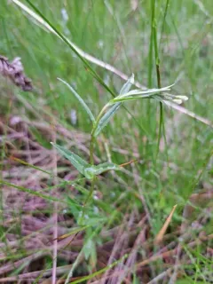 Hall's willowherb thumbnail 3