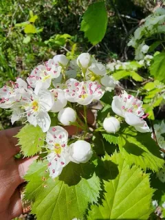 Large-flowered Cockspurthorn thumbnail 2
