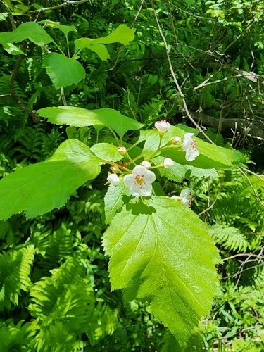 Crataegus aquilonaris