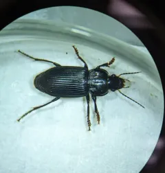 Anisodactylus binotatus thumbnail 4