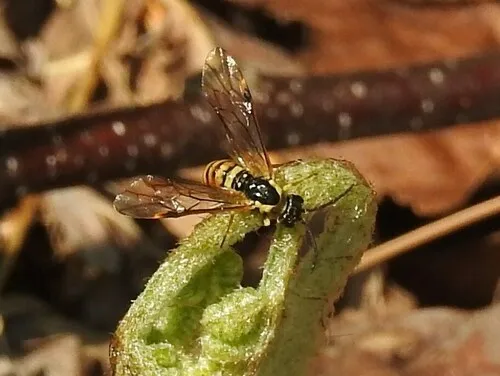 Strongylogaster multicincta