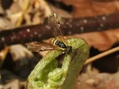 Strongylogaster multicincta thumbnail 1