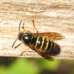 Northern Aerial Yellowjacket thumbnail 4