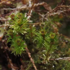 contorted pogonatum moss thumbnail 3