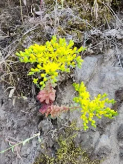 Idaho stonecrop thumbnail 3