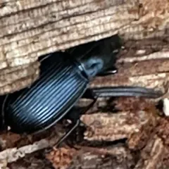 Pterostichus herculaneus thumbnail 3