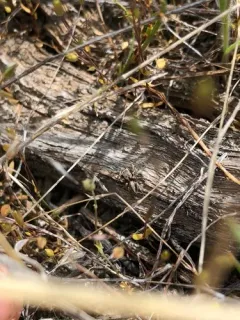 Habronattus altanus thumbnail 3