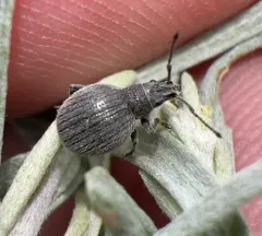 Omias saccatus thumbnail 2