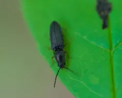 Limonius basilaris thumbnail 3