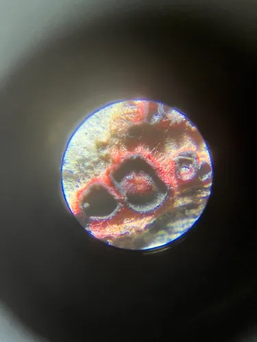 Patinellaria sanguinea