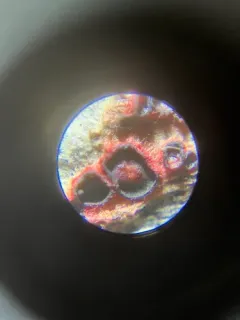 Patinellaria sanguinea thumbnail 1