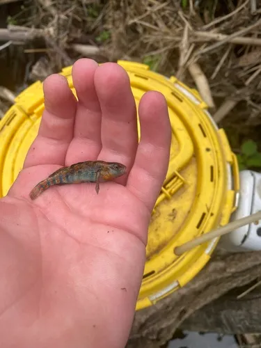 Orangethroat Darter