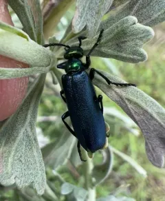 Lytta cyanipennis thumbnail 4