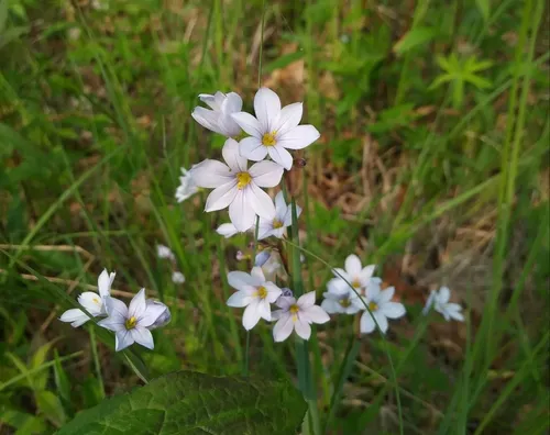 white blue-eyed grass