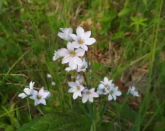 white blue-eyed grass thumbnail 1
