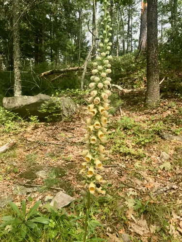 Rusty Foxglove