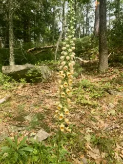 Rusty Foxglove thumbnail 1