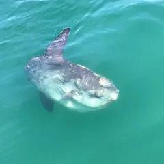 Common Mola thumbnail 3