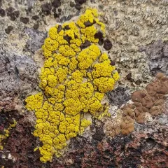 Sagebrush Goldspeck Lichen thumbnail 3