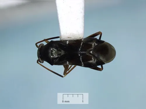Pilophorus perplexus