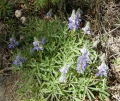 Yukon Lupine thumbnail 4