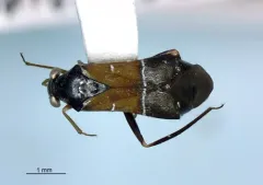 Pilophorus strobicola thumbnail 2