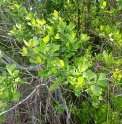 Grey Willow thumbnail 1