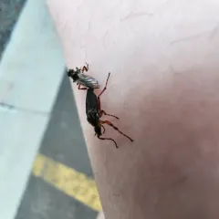 Yellow-footed March fly thumbnail 4